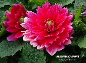 Berliner Karmine