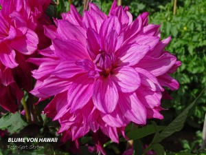 Blume von Hawaii