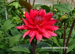 Claudias Herbsttraum