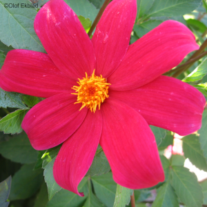 Dahlia Coccinea