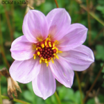 Dahlia Merkii