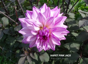 Hapet Pink Jack