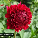 Hapet Red Marble