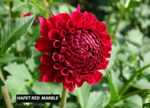 Hapet Red Marble