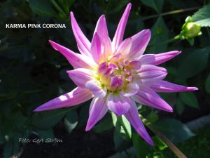 Karma Pink Corona